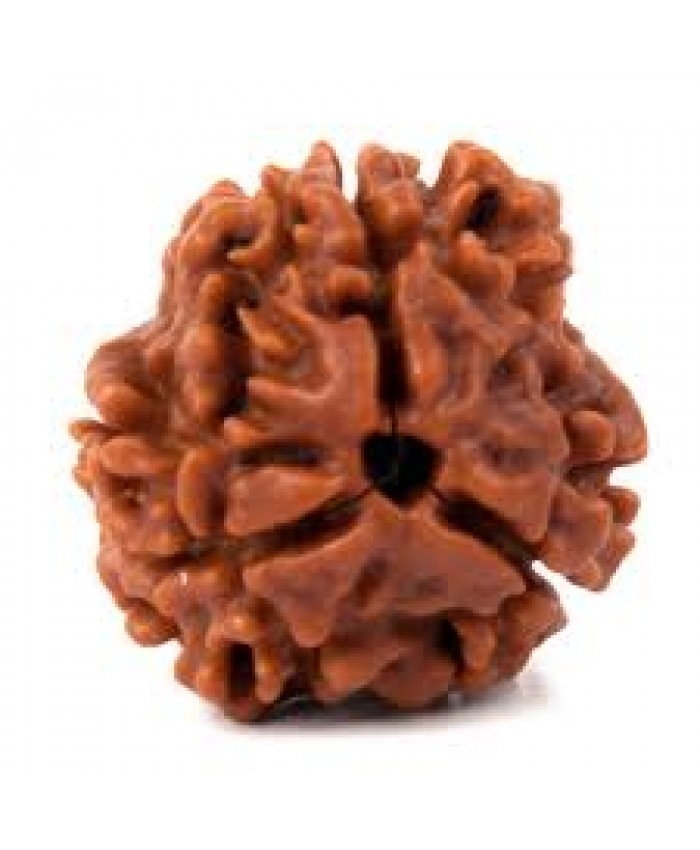 3 Mukhi Rudraksha